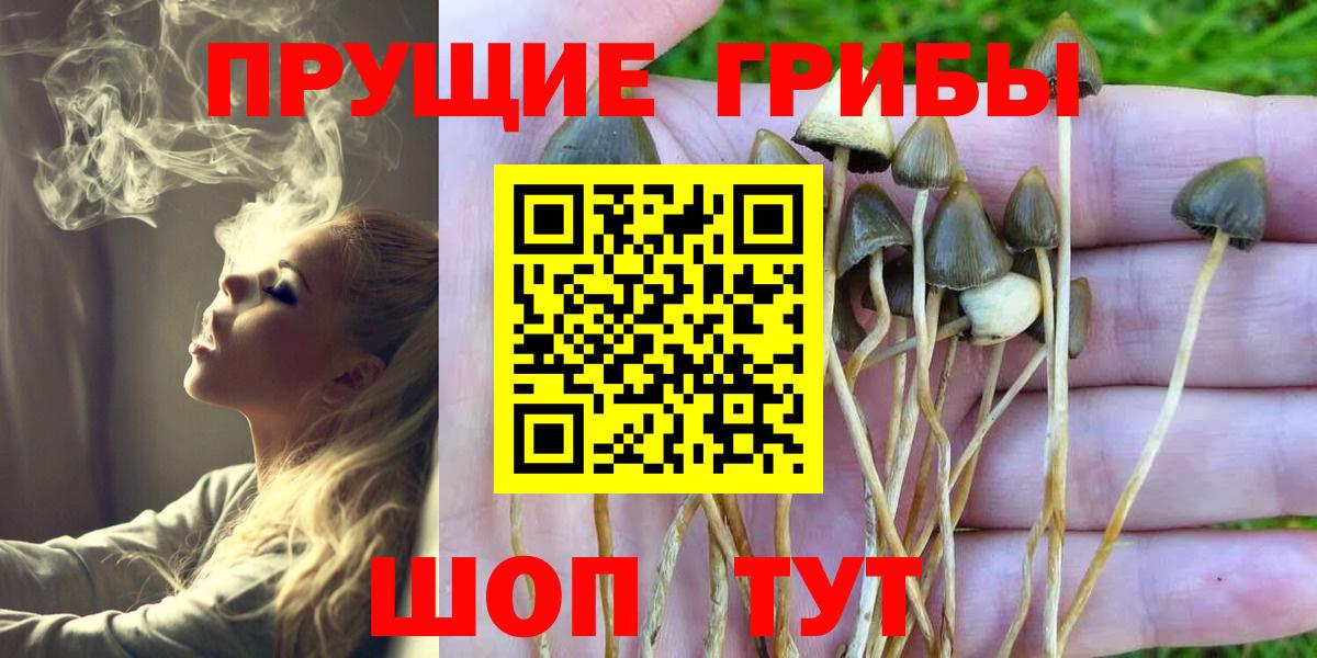 Псилоцибиновые грибы мицелий Новосибирск